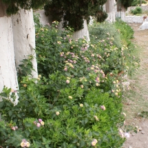 SONY DSC